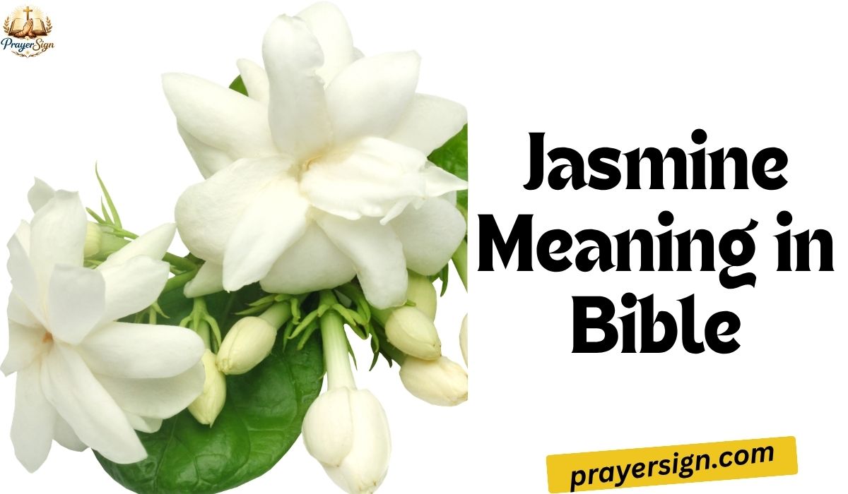 Jasmine Meaning in Bible: Spiritual Message for You Today